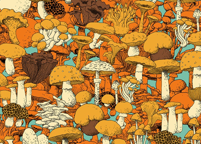 funghi